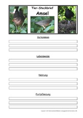 Amsel-Vorlage-Steckbrief.pdf